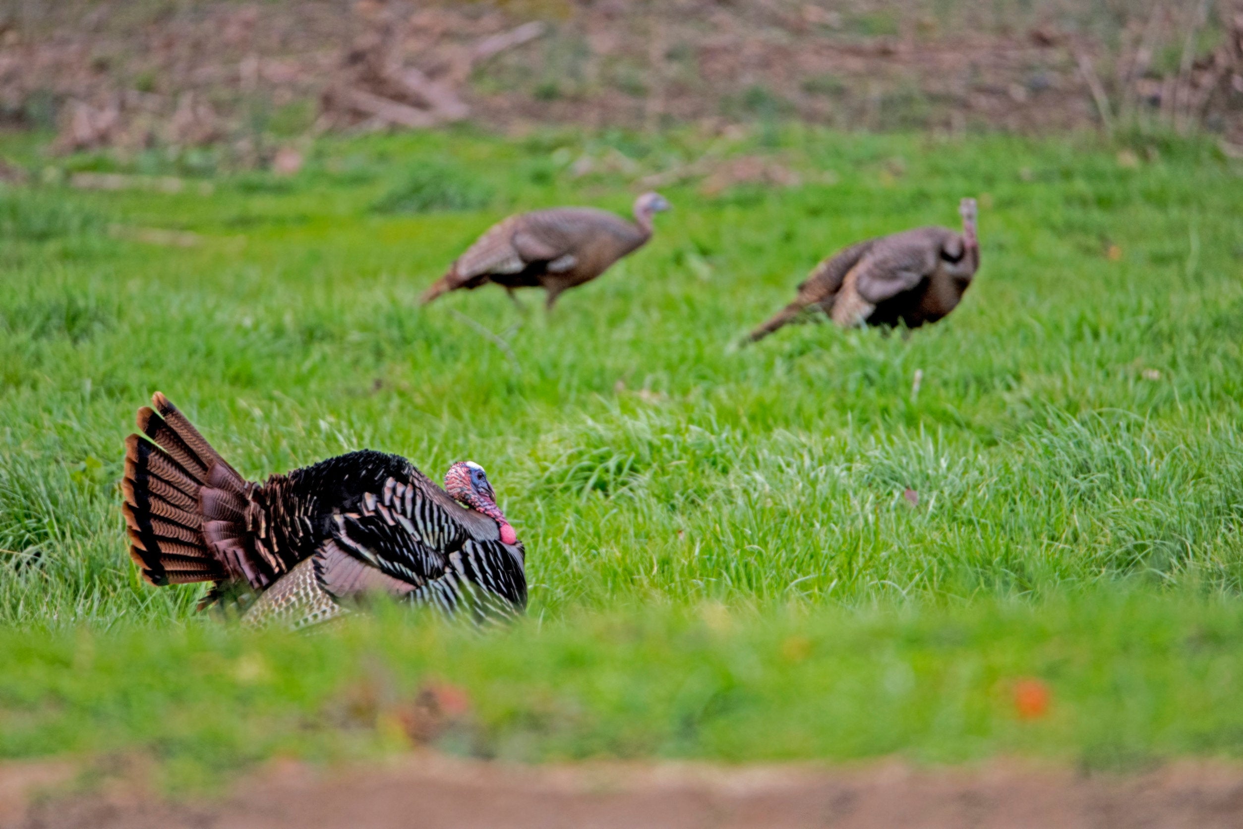 3 Preseason Scouting tips for turkeys