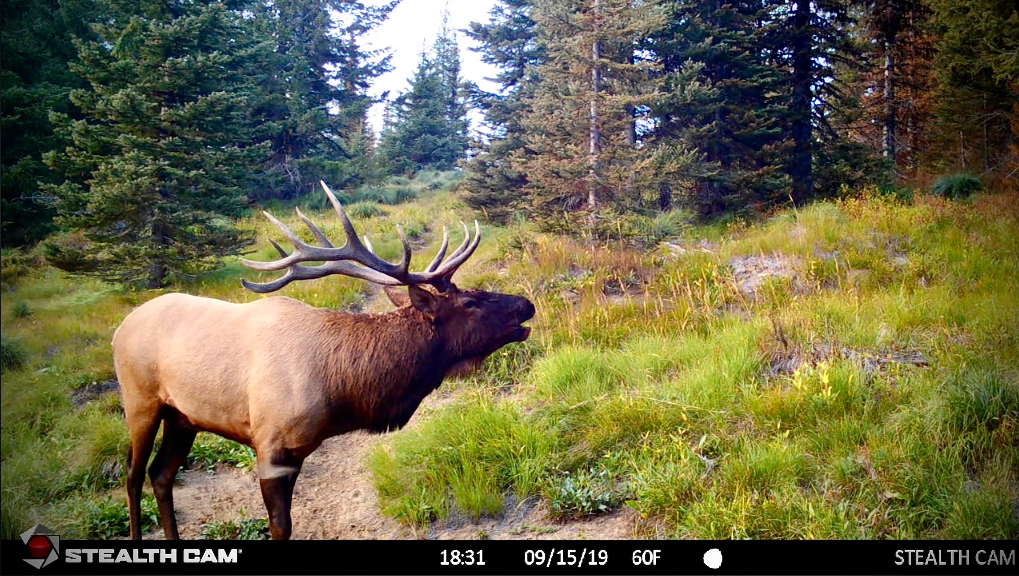 HOW TO SET TRAIL CAMERAS FOR BEST RESULTS