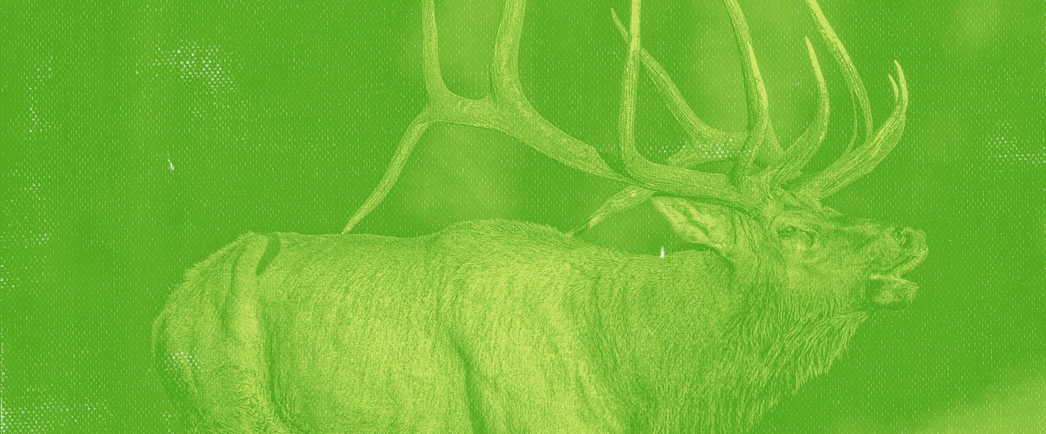 Illustration of a bull elk on a green background