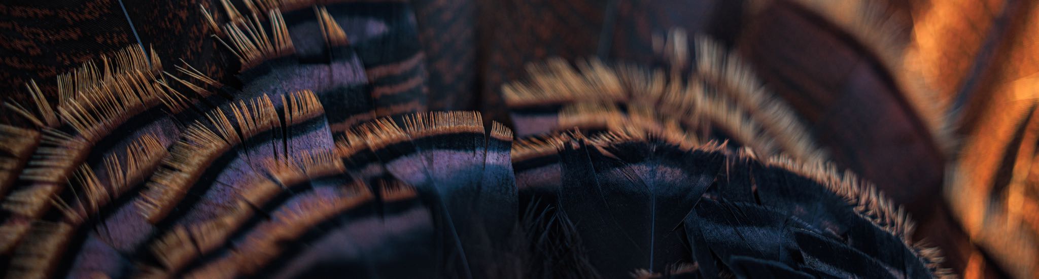 Close-up of iridescent dark feathers with brown-gold tips and purple-blue sheen.